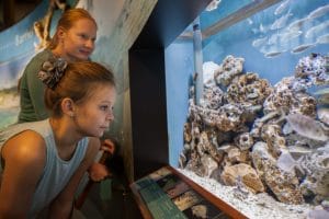 Young Girl Observing Fish Tanks