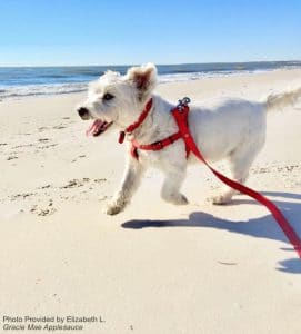 White Puppy running on the Beach