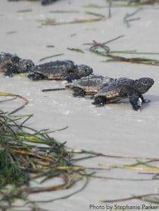 Sea Turtles making their way to the water