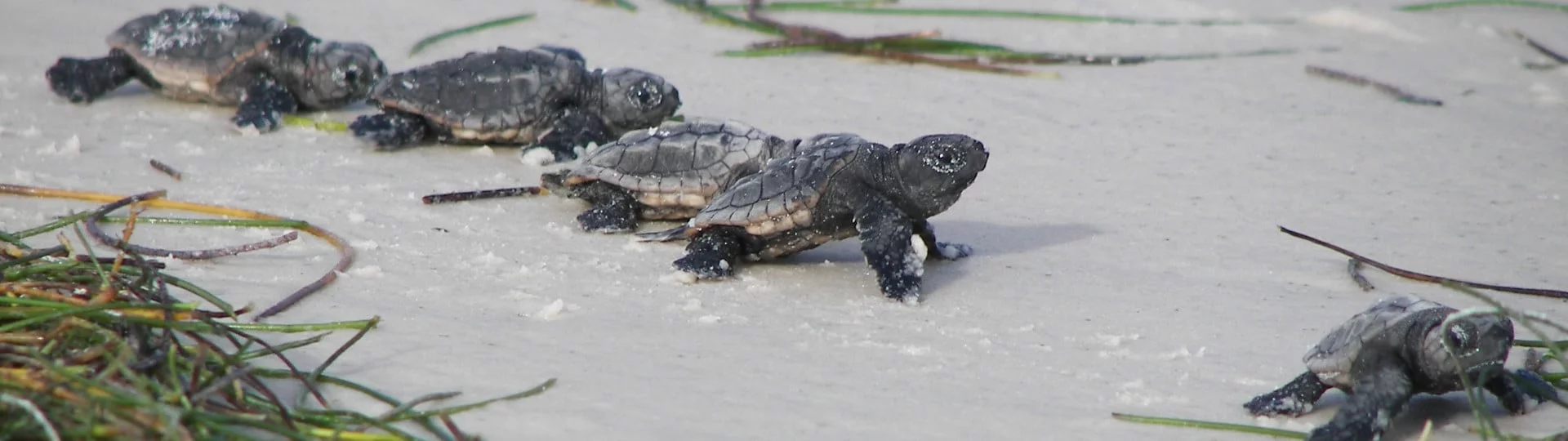 Baby Seaturtles heading to the water on St. George Island