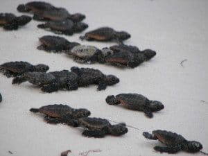Family of baby sea turtles on St. George Island