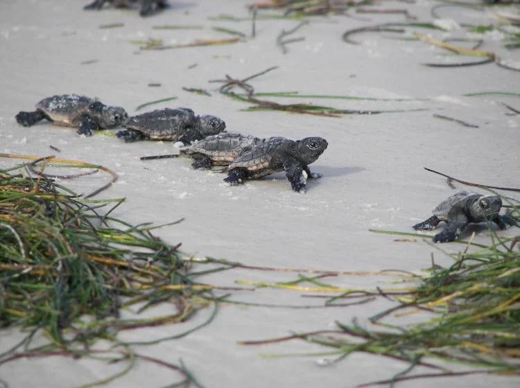 Sea Turtle Nesting Season is Here!