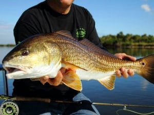 Redfish caught on Florida's Forgotten Coast