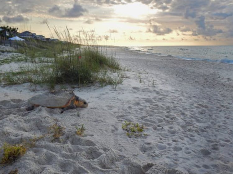 2026 Sea Turtle Nesting Season is Here!