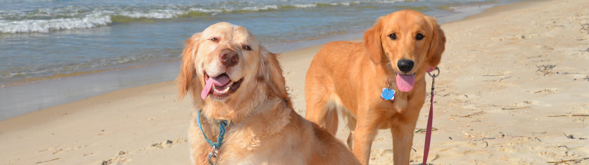 Two happy dogs on the beach