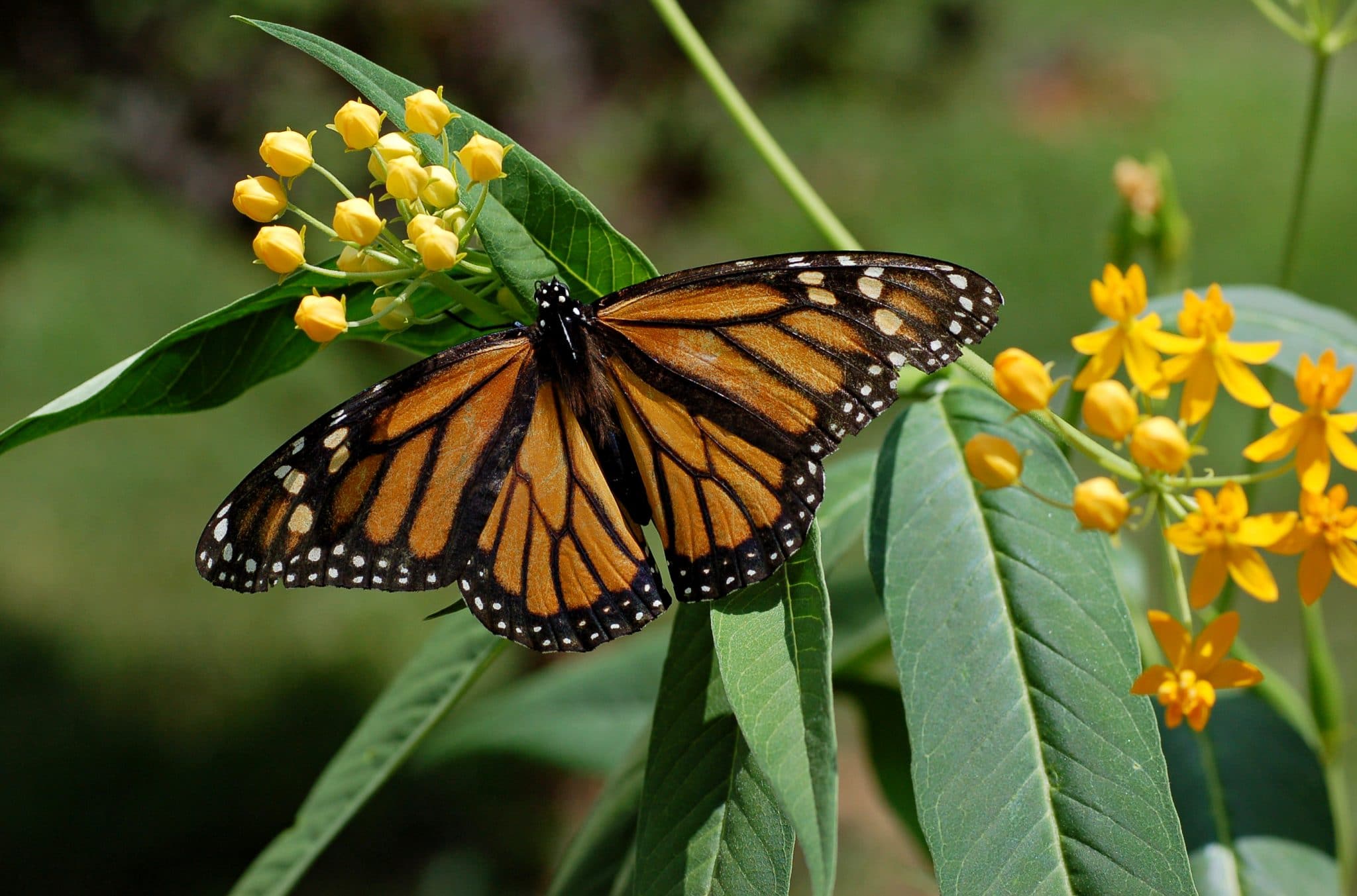 Butterfly resting on some flowers in Florida's Forgotten Coast