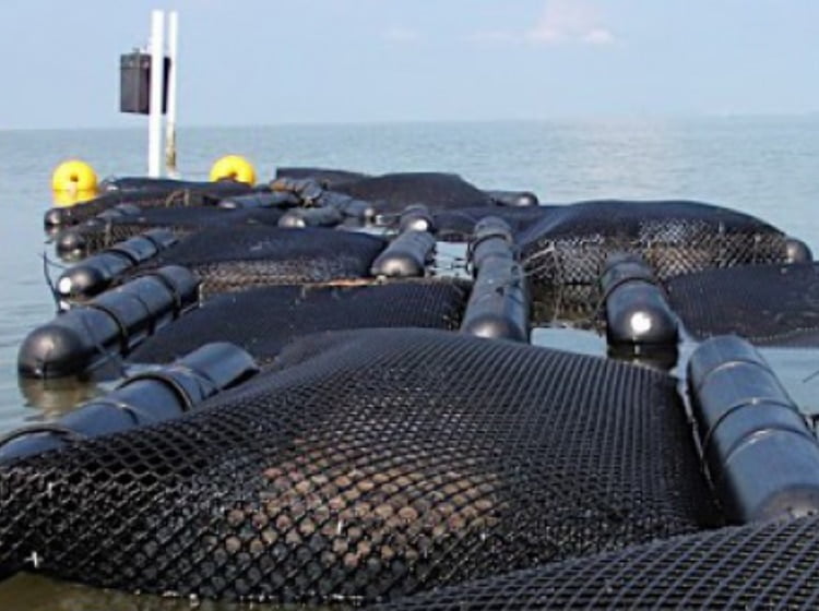 The Apalachicola National Estuarine Research Reserve Oysterculture Event