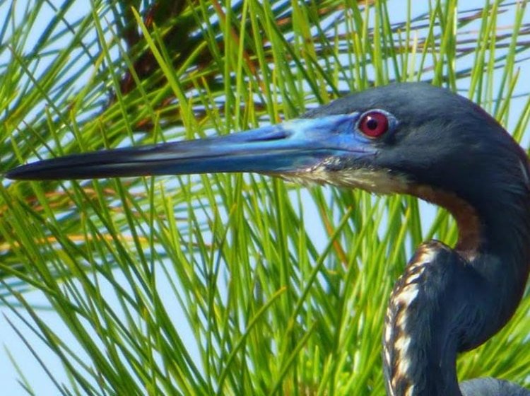 Winter Birds of Franklin County