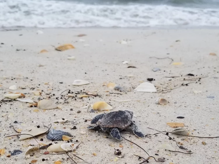 hatchling loggerhead makes its way to the water