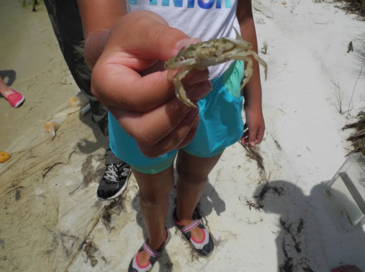 Girl holding a small crab that was caught on the beach in the Forgotten Coast