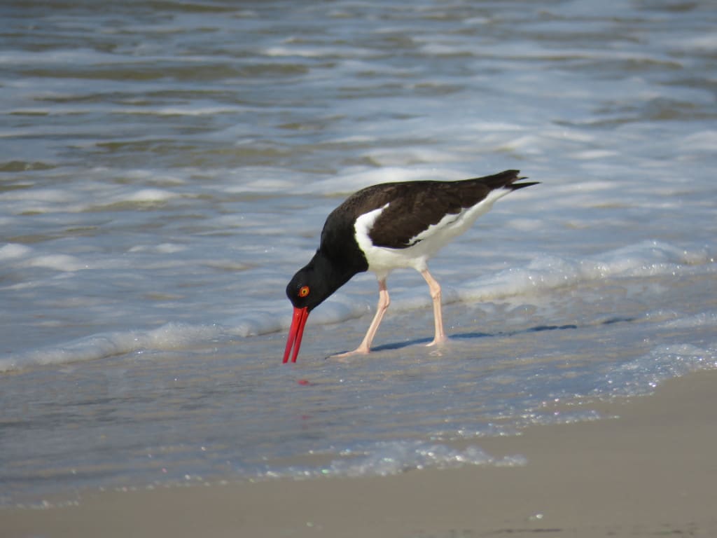 American oystercatcher