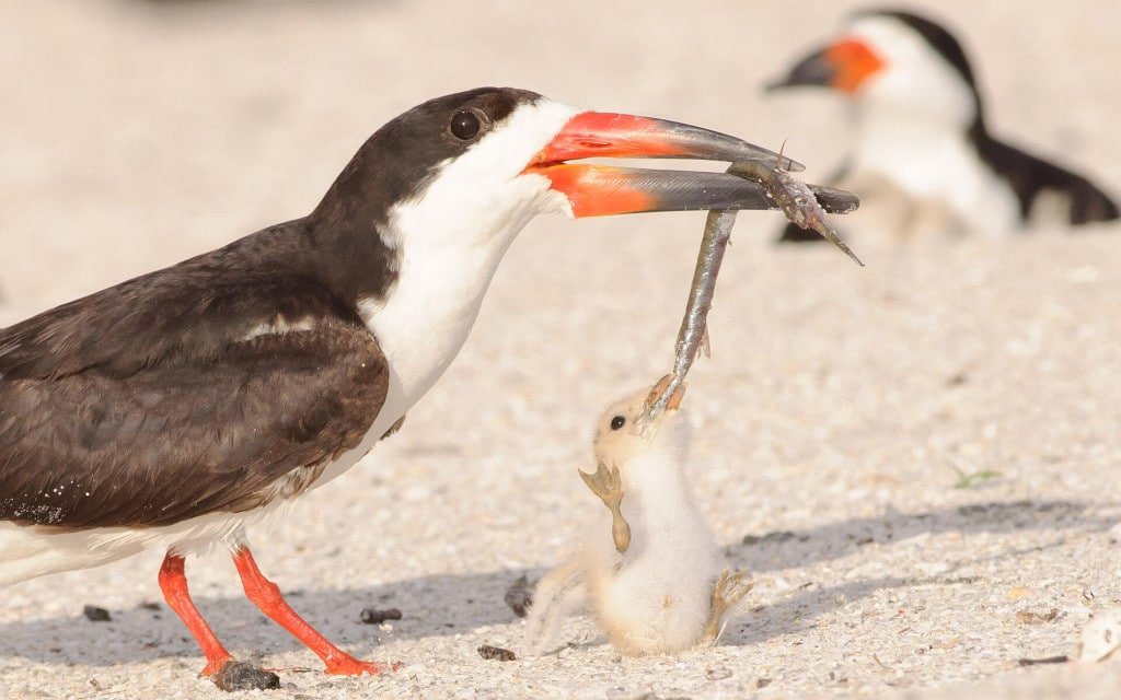 Black skimmer