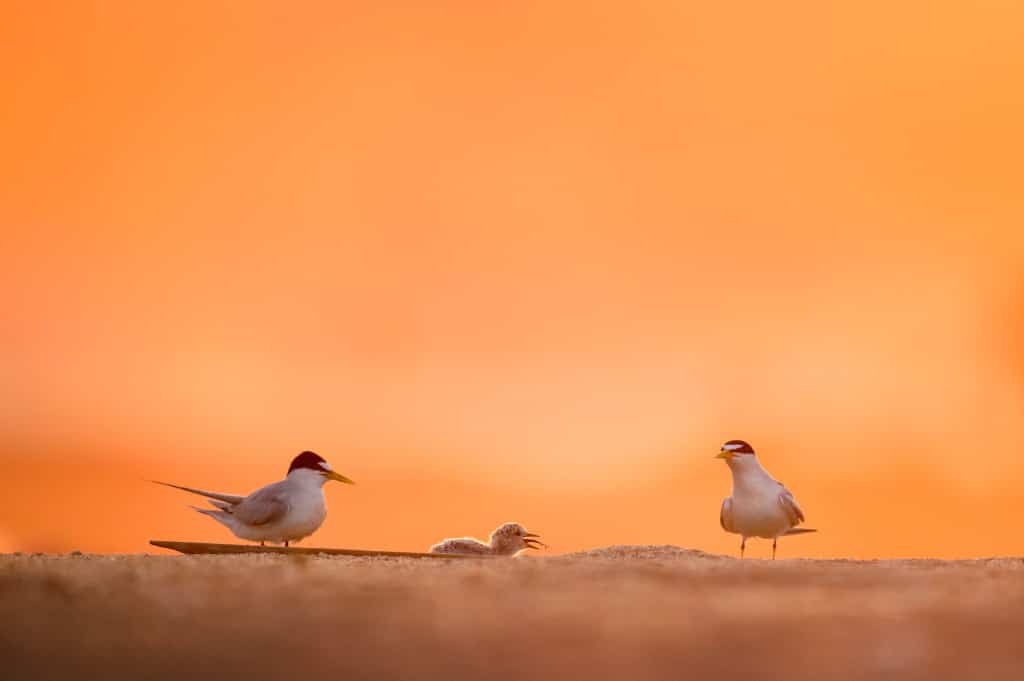 Least tern