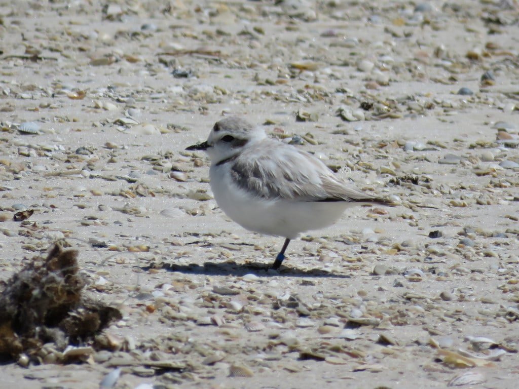 Snowy Plover