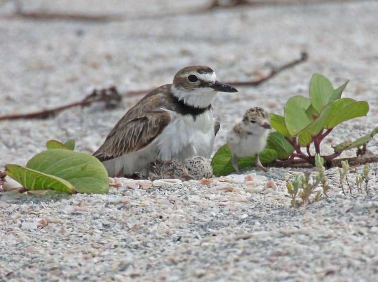 Springtime is for Nesting on the Forgotten Coast