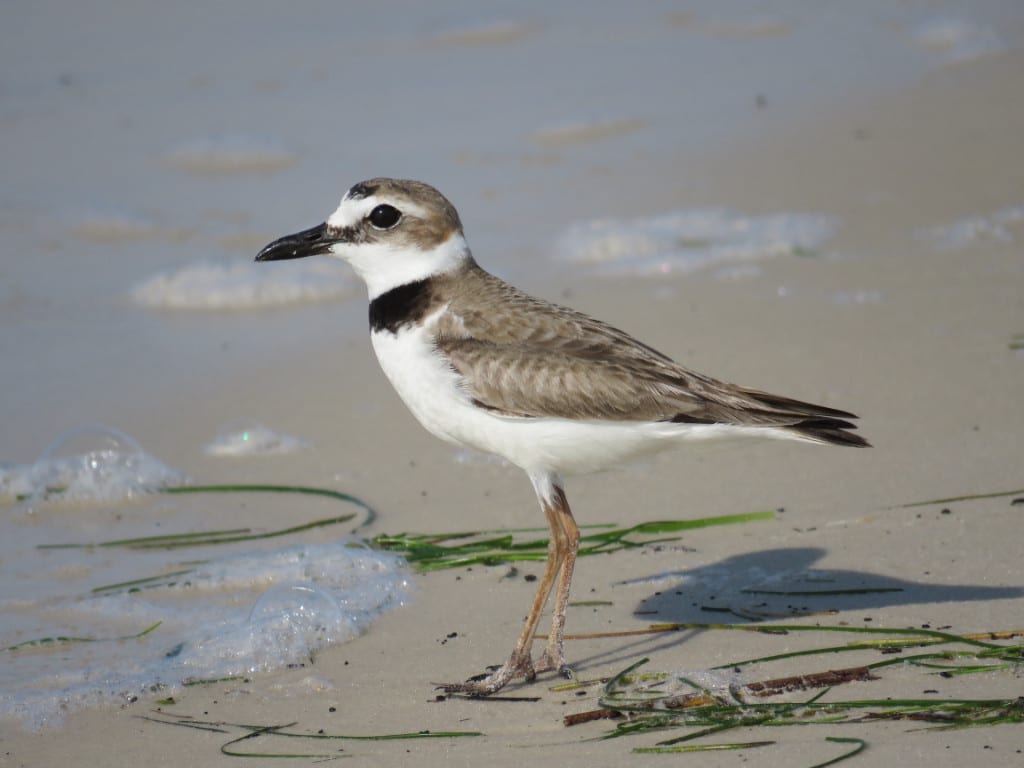 Wilson's plover