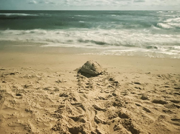 Sea Turtle Crawling on St. George Island