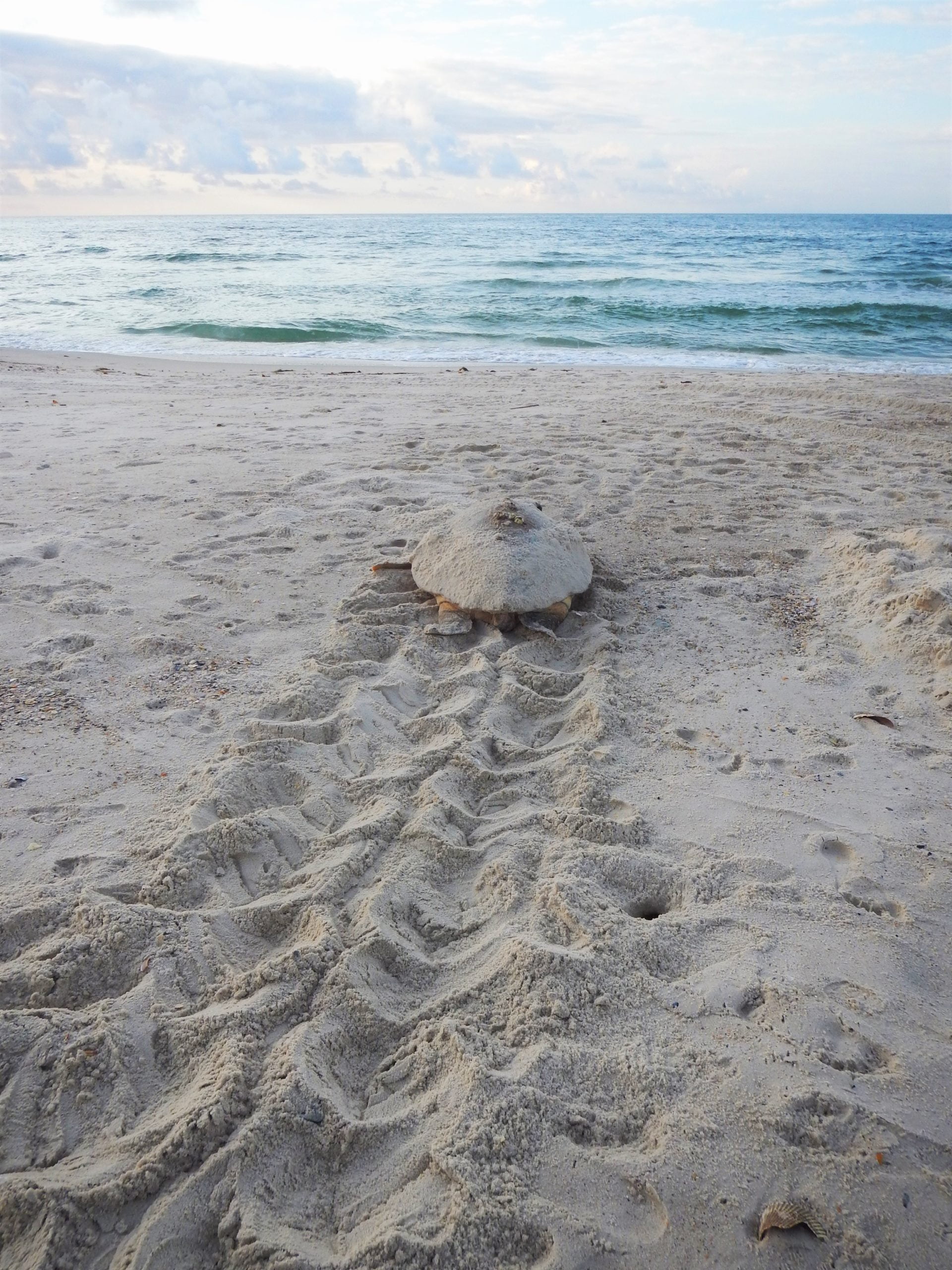 Sea Turtle Walking Back to Gulf of Mexico on St. George Island, FL