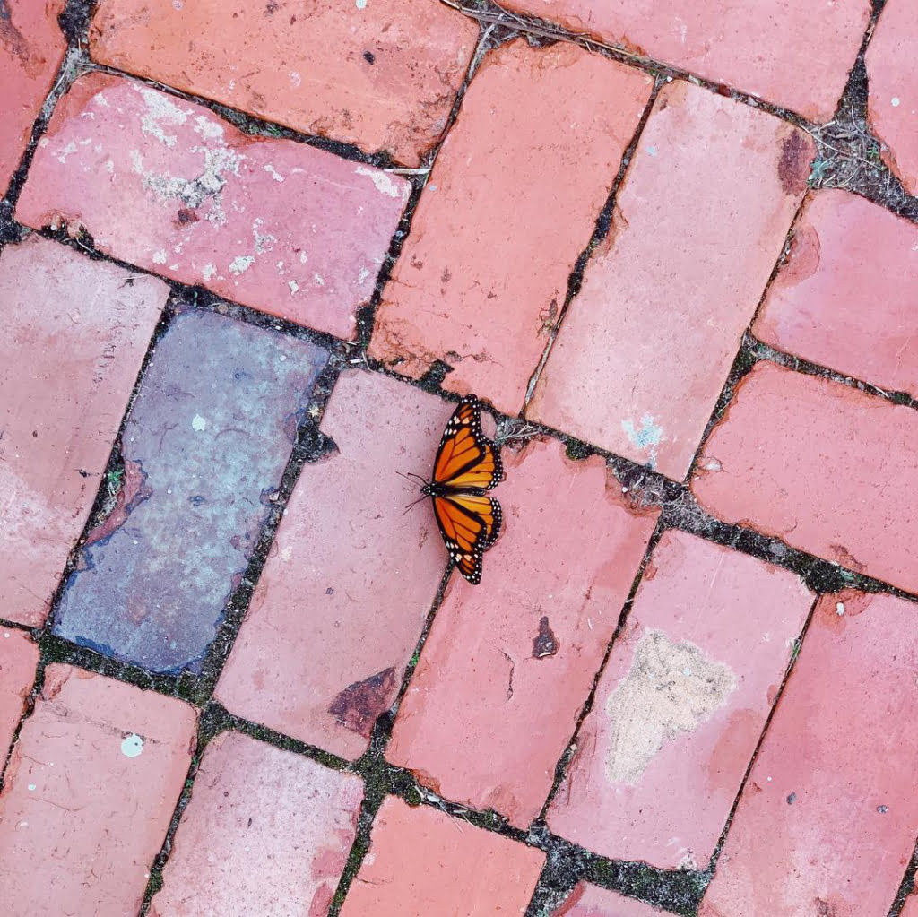 Monarch Butterfly resting on brick sidewalk