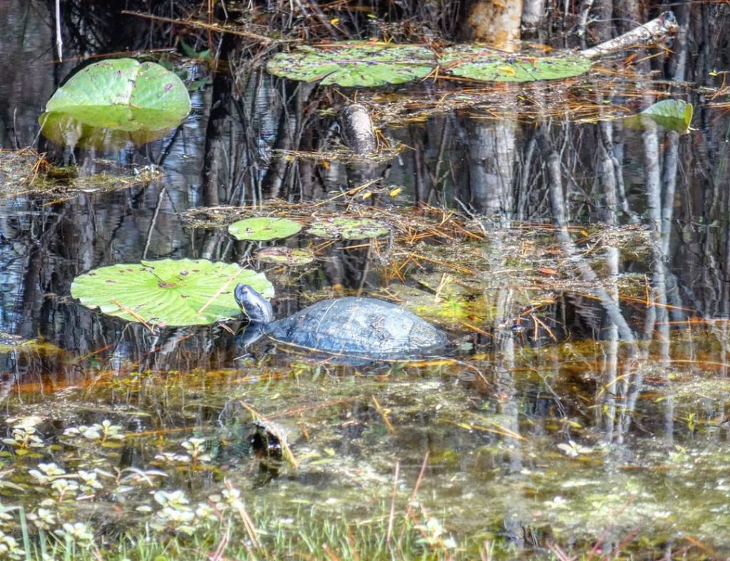 Turtle Swimming in Pond at Dwarf Cypress Forest in Tate's Hell