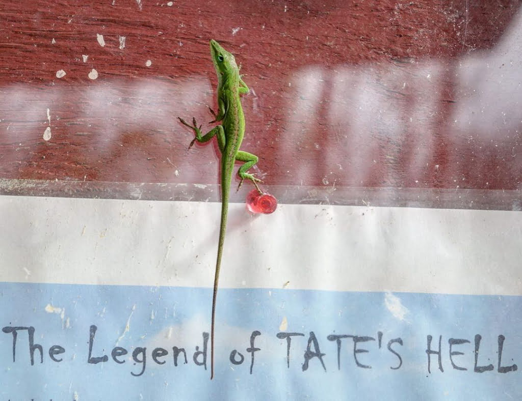 Lizard climbing sign that says The Legend of Tate's Hell