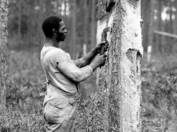 Photo of man extracting turpentine from a tree