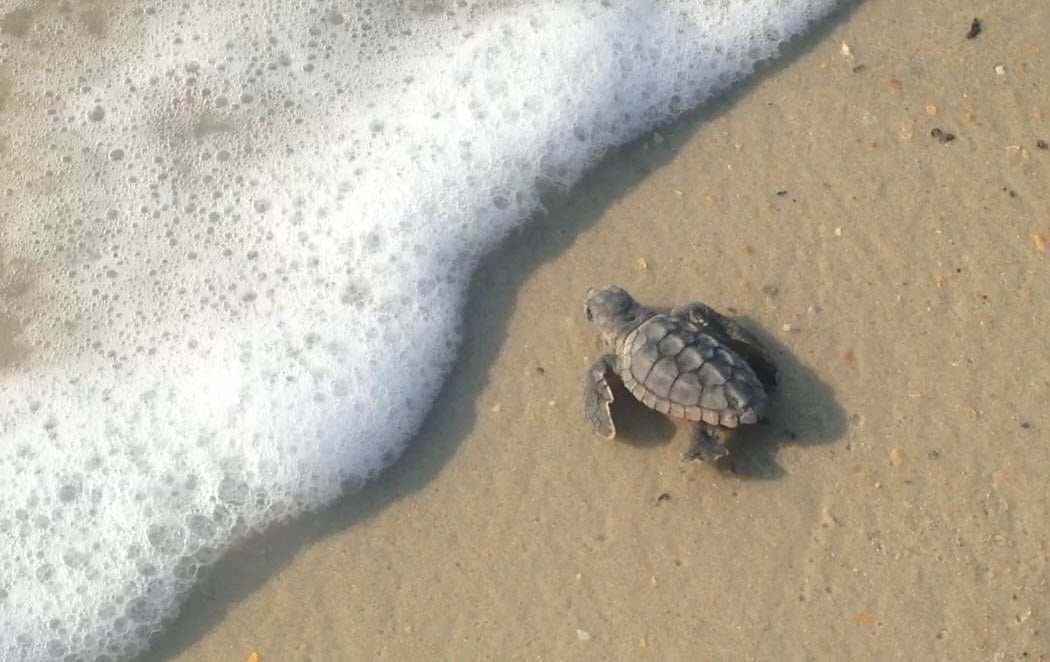 sea turtle hatchling from megan vid