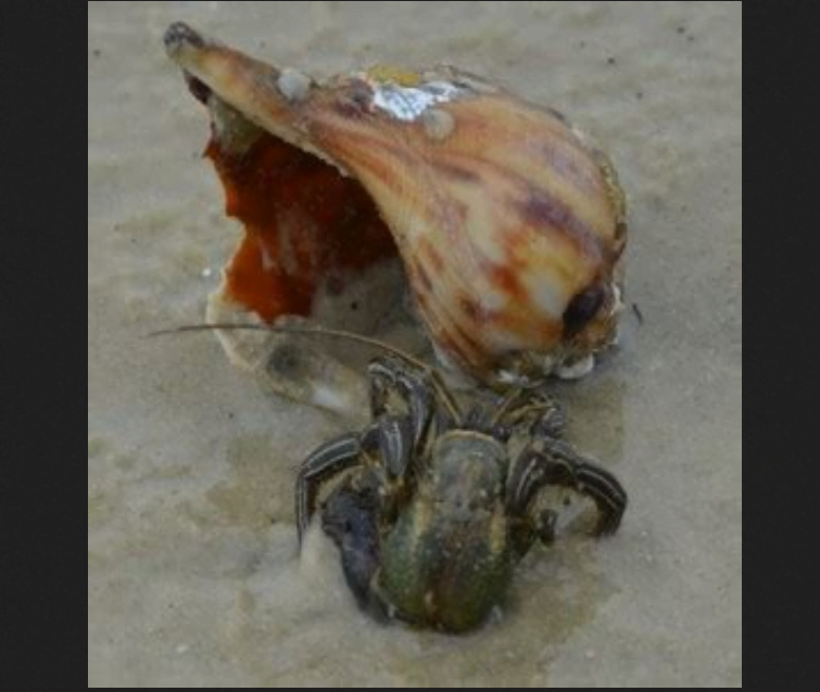 Hermit Crab Hangout