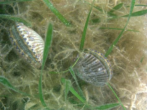 Shellfish Hatcheries Presentation