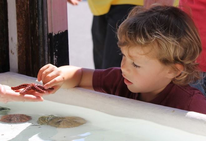 Aquarium Touch Tanks