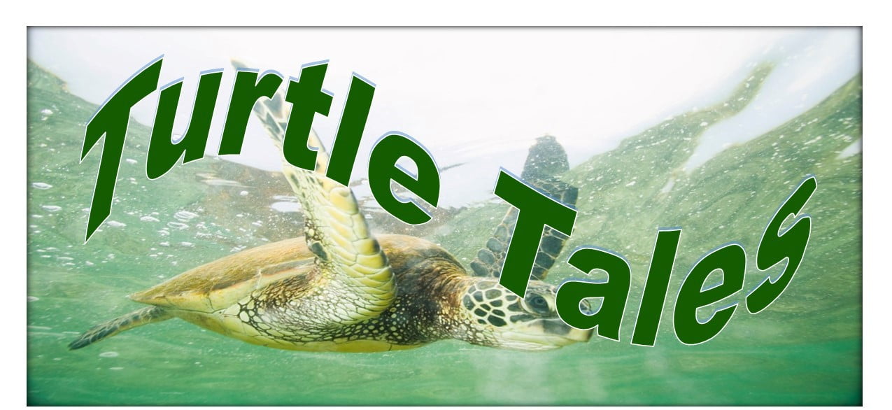 Turtle Tales July 14