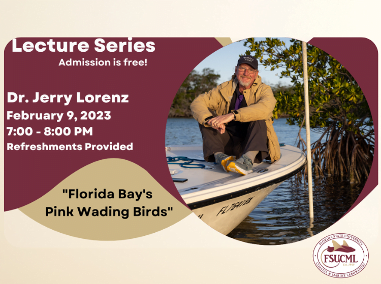 FSUCML Lecture Series feat. Dr. Jerry Lorenz - "Florida Bay's Pink Wading Birds"