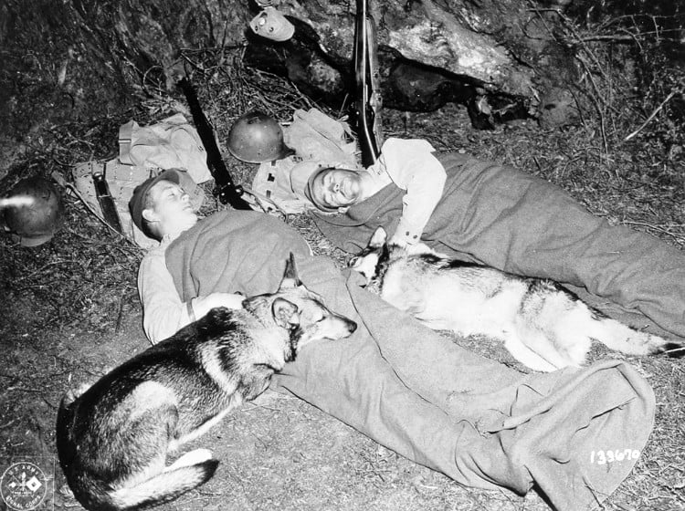 War Dogs and their handlers snatch a few minutes of much needed rest. The Army's War Dogs are trained by the Remount Service, Quartermaster Corps. Circa 1944