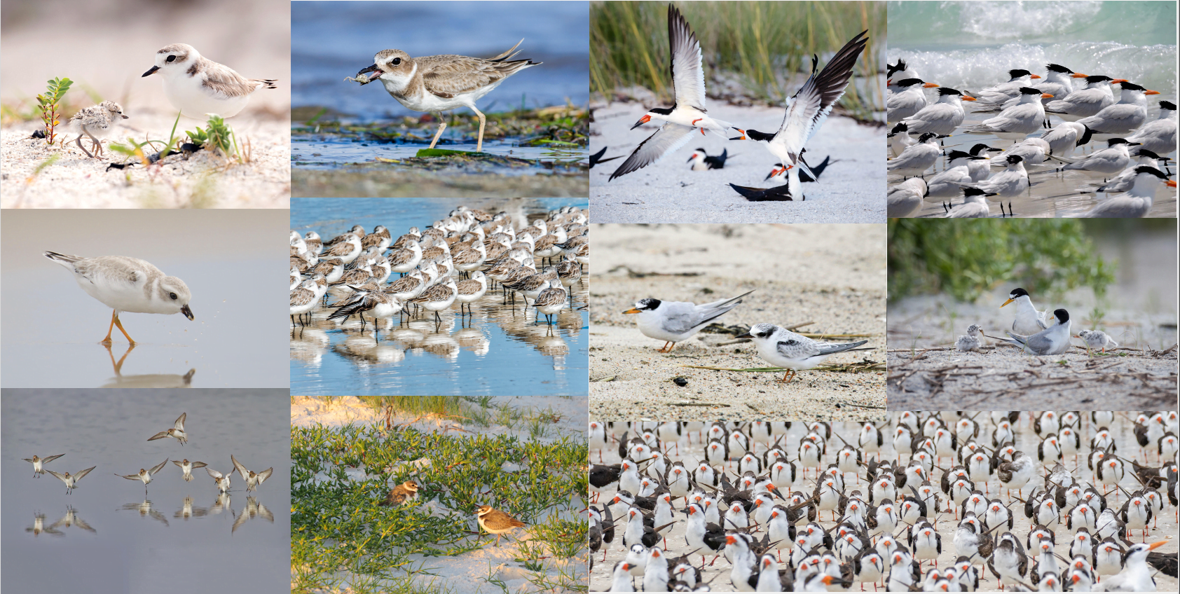 Reserve Wednesday: Nesting Shorebirds