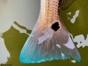 Spring Fishing on Florida's Forgotten Coast