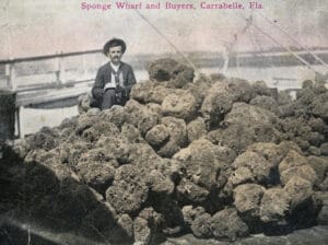 Apalachicola sponges
