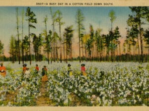 Busy day in a cotton field