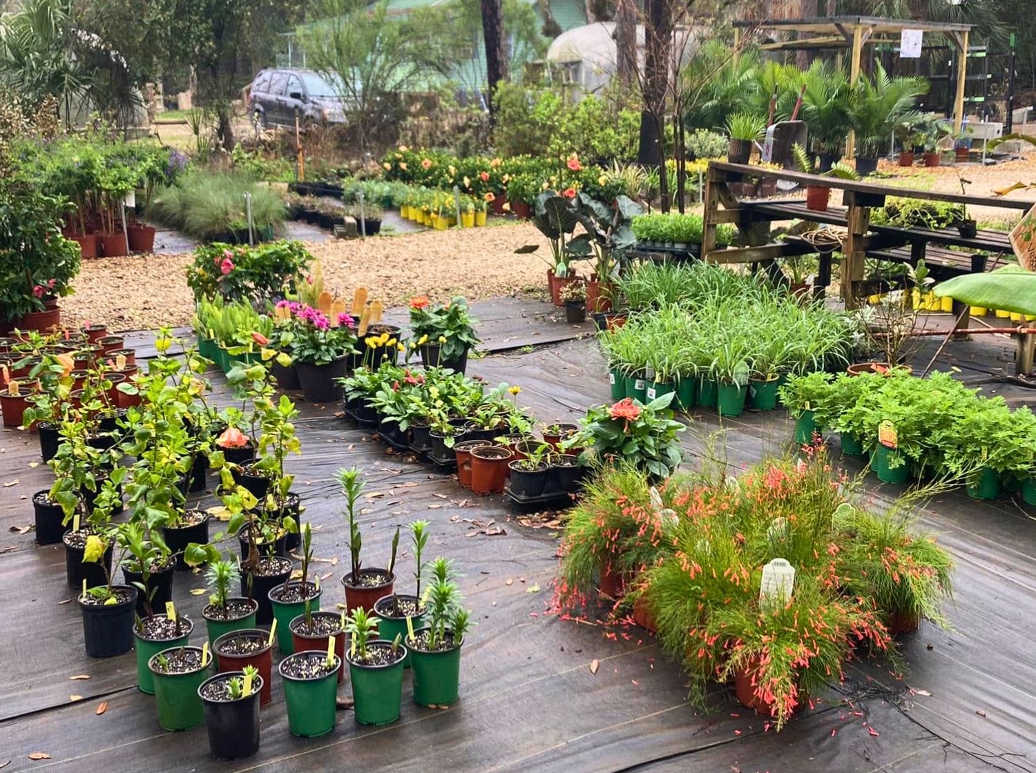 Plan It Green Nursery