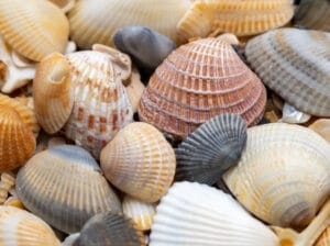 Shelling on the Forgotten Coast