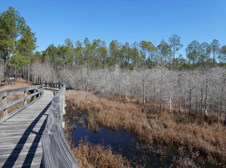 Ralph G. Kendrick Dwarf Cypress Boardwalk